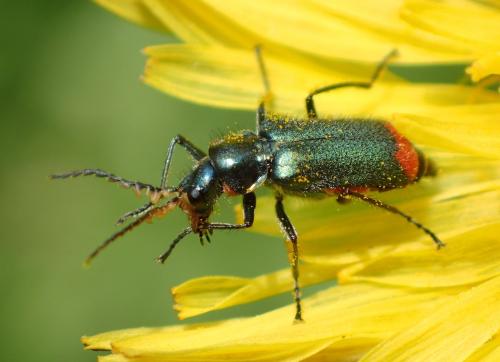 Malachius bipustulatus